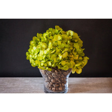 Hortentia_1