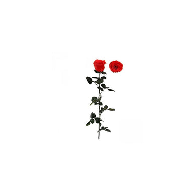 Stabilised Roses_Light Red