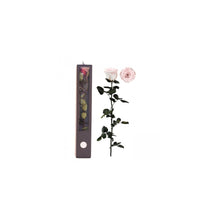 Stabilised Roses_Pink and White_Gift Box
