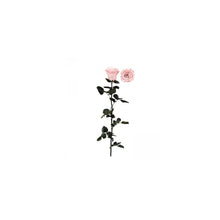 Stabilised Roses_Pink