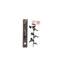 Stabilised Roses_Pink_Gift Box