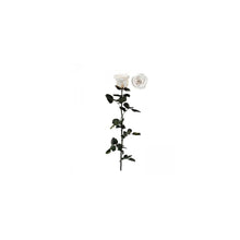 Stabilised Roses_White