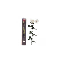 Stabilised Roses_White_Gift Box