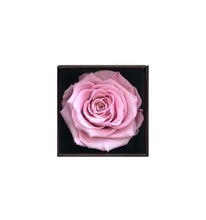 Rose éternelle + coffret (Solidarité avec le personnel infirmier)
