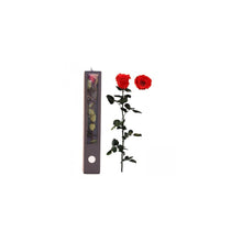 Stabilised Roses_Light Red_Gift Box